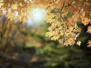 Golden autumn leaves with sunlight shining through, symbolizing reflection, renewal, and the beauty of sober fall activities in recovery